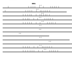 Human BRD1 qPCR primer set (NM_001304808)