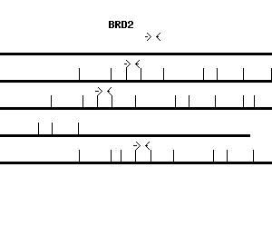 Human BRD2 qPCR primer set (NM_005104)