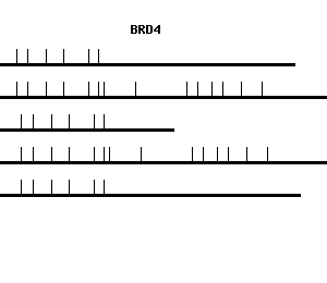 Human BRD4 qPCR primer set (NM_014299)