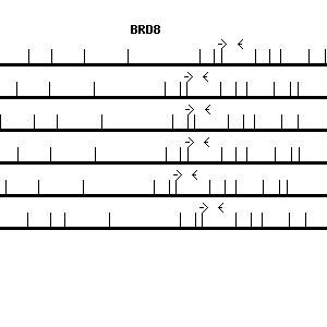 Human BRD8 qPCR primer set (NM_006696)