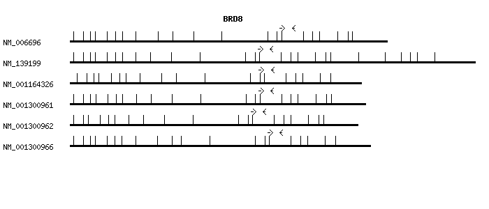 Human BRD8 qPCR primer set (NM_006696)