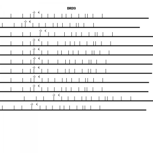 Human BRD9 qPCR primer set (NM_023924)