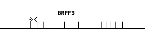 Human BRPF3 qPCR primer set (NM_015695)