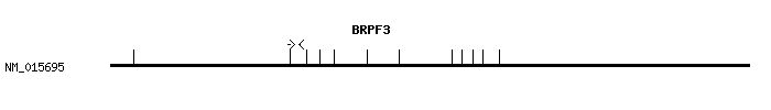 Human BRPF3 qPCR primer set (NM_015695)