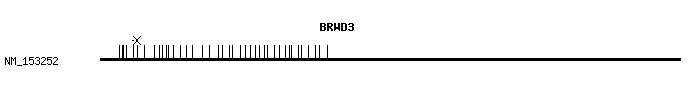 Human BRWD3 qPCR primer set (NM_153252)