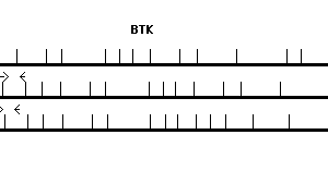 Human BTK qPCR primer set (NM_000061)