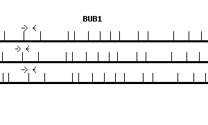 Human BUB1 qPCR primer set (NM_004336)
