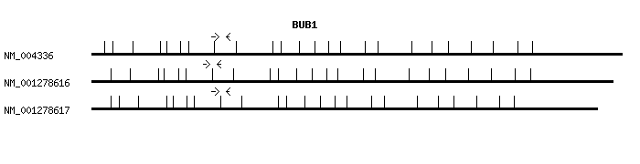 Human BUB1 qPCR primer set (NM_004336)