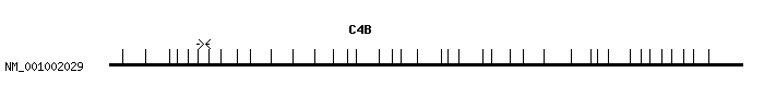 Human C4B qPCR primer set (NM_001002029)
