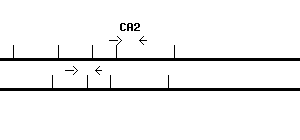 Human CA2 qPCR primer set (NM_000067)