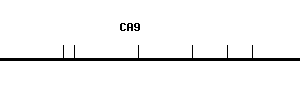 Human CA9 qPCR primer set (NM_001216)