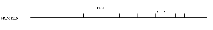 Human CA9 qPCR primer set (NM_001216)