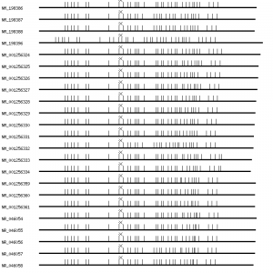 Human CACNA1G qPCR primer set (NM_018896)
