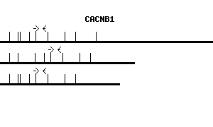 Human CACNB1 qPCR primer set (NM_000723)