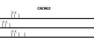 Human CACNG2 qPCR primer set (NM_006078)
