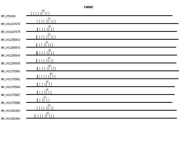 Human CADM2 qPCR primer set (NM_153184)