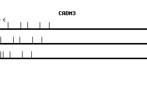 Human CADM3 qPCR primer set (NM_021189)