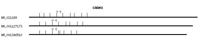 Human CADM3 qPCR primer set (NM_021189)