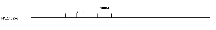 Human CADM4 qPCR primer set (NM_145296)