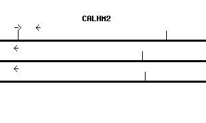 Human CALHM2 qPCR primer set (NM_015916)