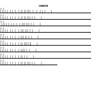 Human CAMK2B qPCR primer set (NM_001220)