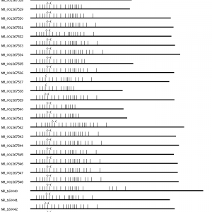 Human CAMK2G qPCR primer set (NM_001222)
