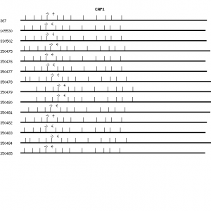 Human CAP1 qPCR primer set (NM_006367)