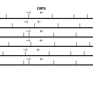Human CAPG qPCR primer set (NM_001747)