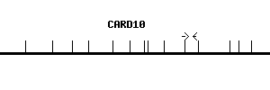 Human CARD10 qPCR primer set (NM_014550)