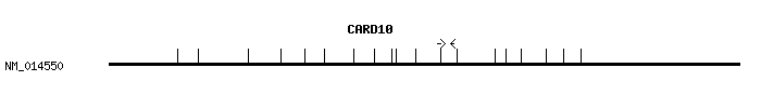 Human CARD10 qPCR primer set (NM_014550)