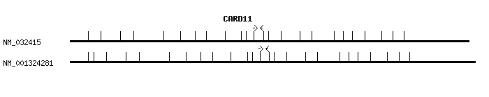 Human CARD11 qPCR primer set (NM_032415)