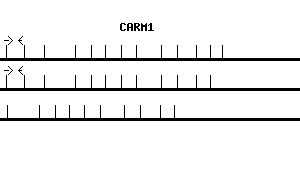 Human CARM1 qPCR primer set (NM_199141)