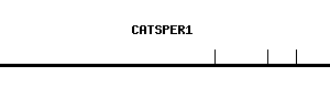 Human CATSPER1 qPCR primer set (NM_053054)