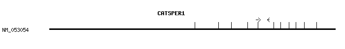 Human CATSPER1 qPCR primer set (NM_053054)