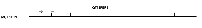Human CATSPER3 qPCR primer set (NM_178019)