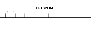 Human CATSPER4 qPCR primer set (NM_198137)