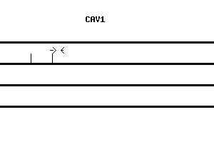 Human CAV1 qPCR primer set (NM_001753)