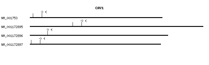 Human CAV1 qPCR primer set (NM_001753)