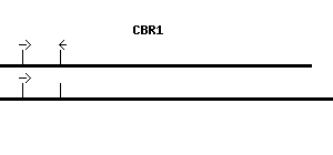 Human CBR1 qPCR primer set (NM_001757)