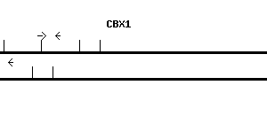 Human CBX1 qPCR primer set (NM_006807)