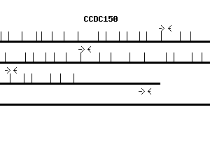 Human CCDC150 qPCR primer set (NM_001080539)