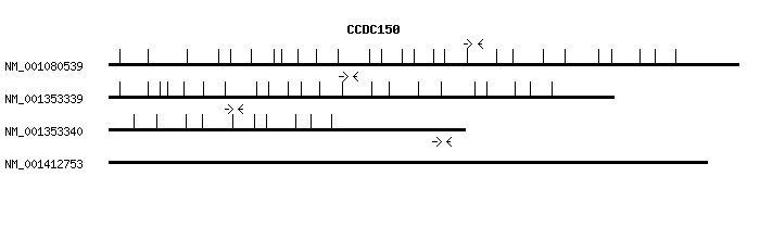 Human CCDC150 qPCR primer set (NM_001080539)