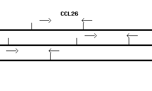 Human CCL26 qPCR primer set (NM_006072)
