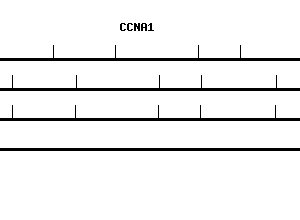 Human CCNA1 qPCR primer set (NM_001111045)