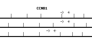 Human CCNB1 qPCR primer set (NM_031966)