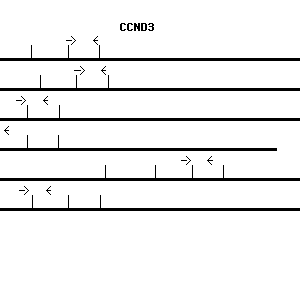 Human CCND3 qPCR primer set (NM_001760)