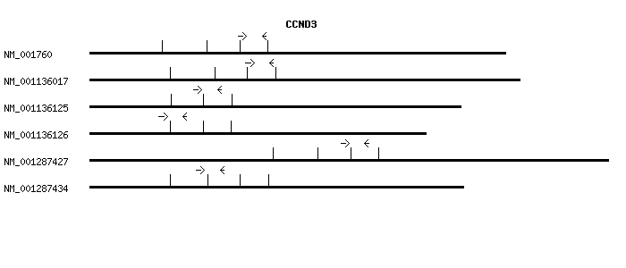 Human CCND3 qPCR primer set (NM_001760)
