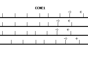 Human CCNE1 qPCR primer set (NM_001238)