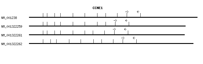 Human CCNE1 qPCR primer set (NM_001238)