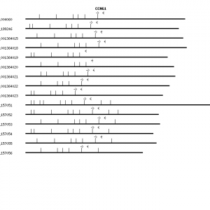 Human CCNG1 qPCR primer set (NM_004060)